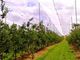 HDPE Raschel strickte Antihagel-Netze/Hagel-Schutz-Netz für Obstbaum